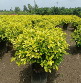 Garden Plants
