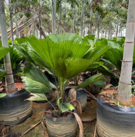 Green Home Decor