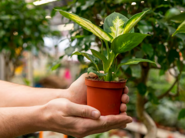 Indoor Plants