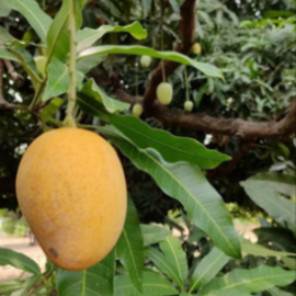 Mango Alphonso